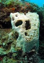 The Ghost of the Reef