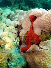 The Scarlet Seahorse