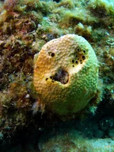 The Bubble-Cheeked Friend