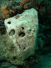 The Pale Reef Phantom