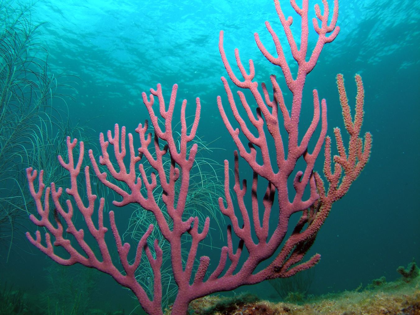 Pink Coral Garden