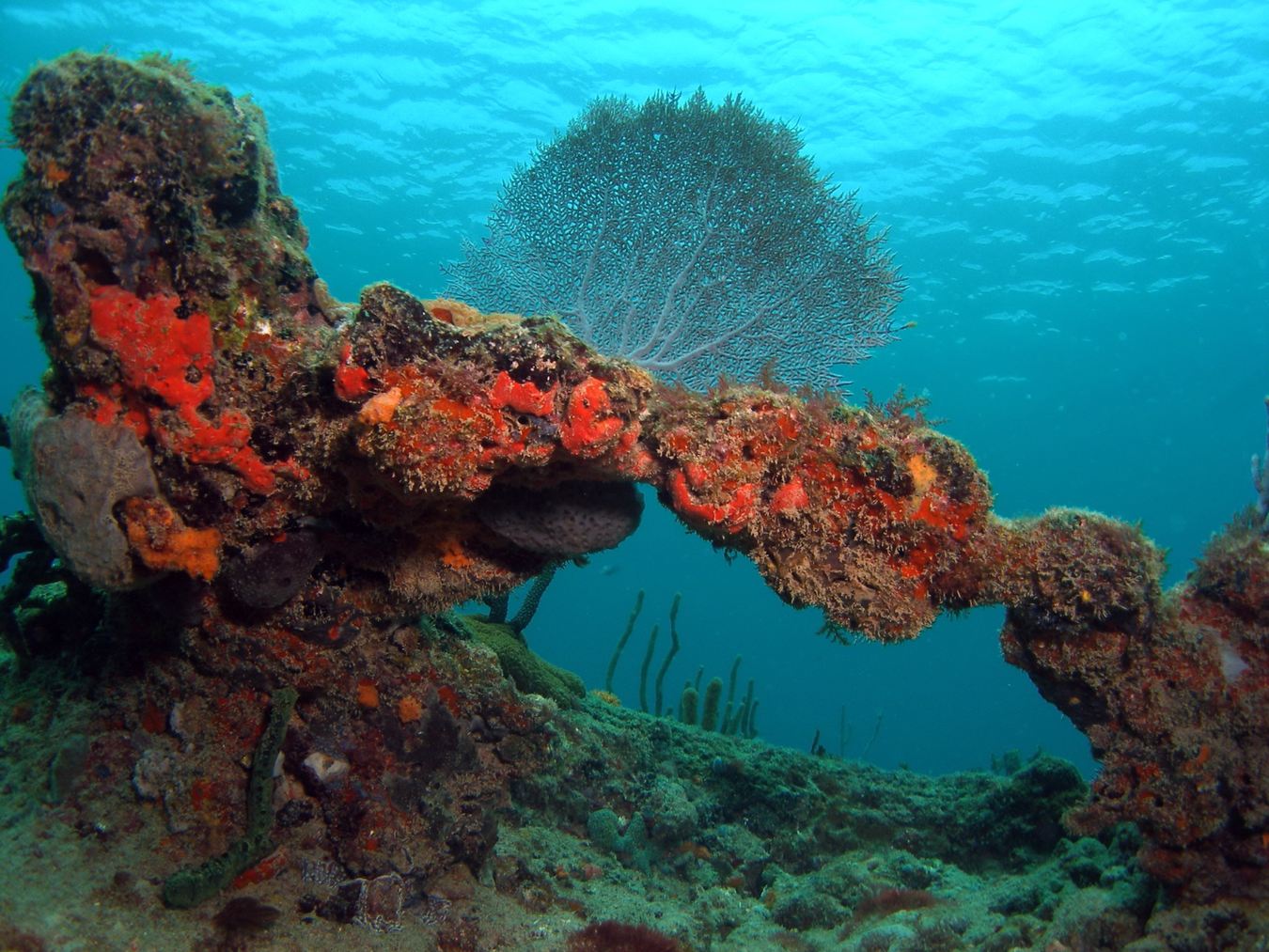 Window to the Sea Fan