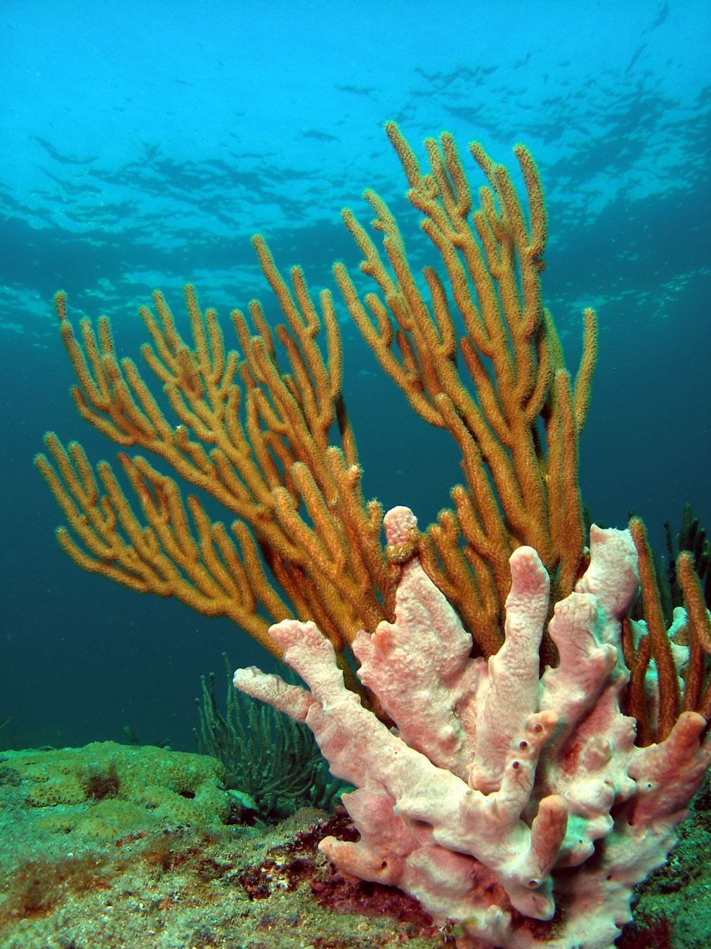 Golden Coral Reach