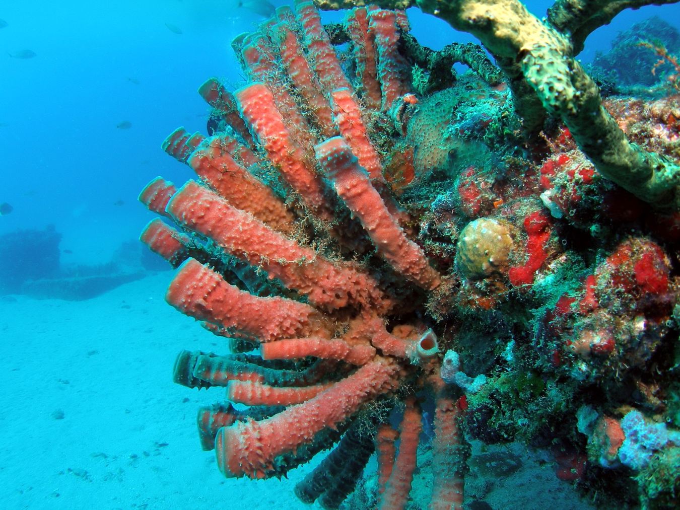Crimson Reef Branches