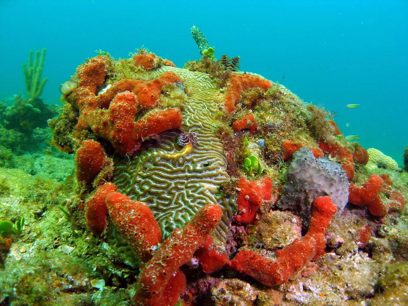 Reef Mosaic