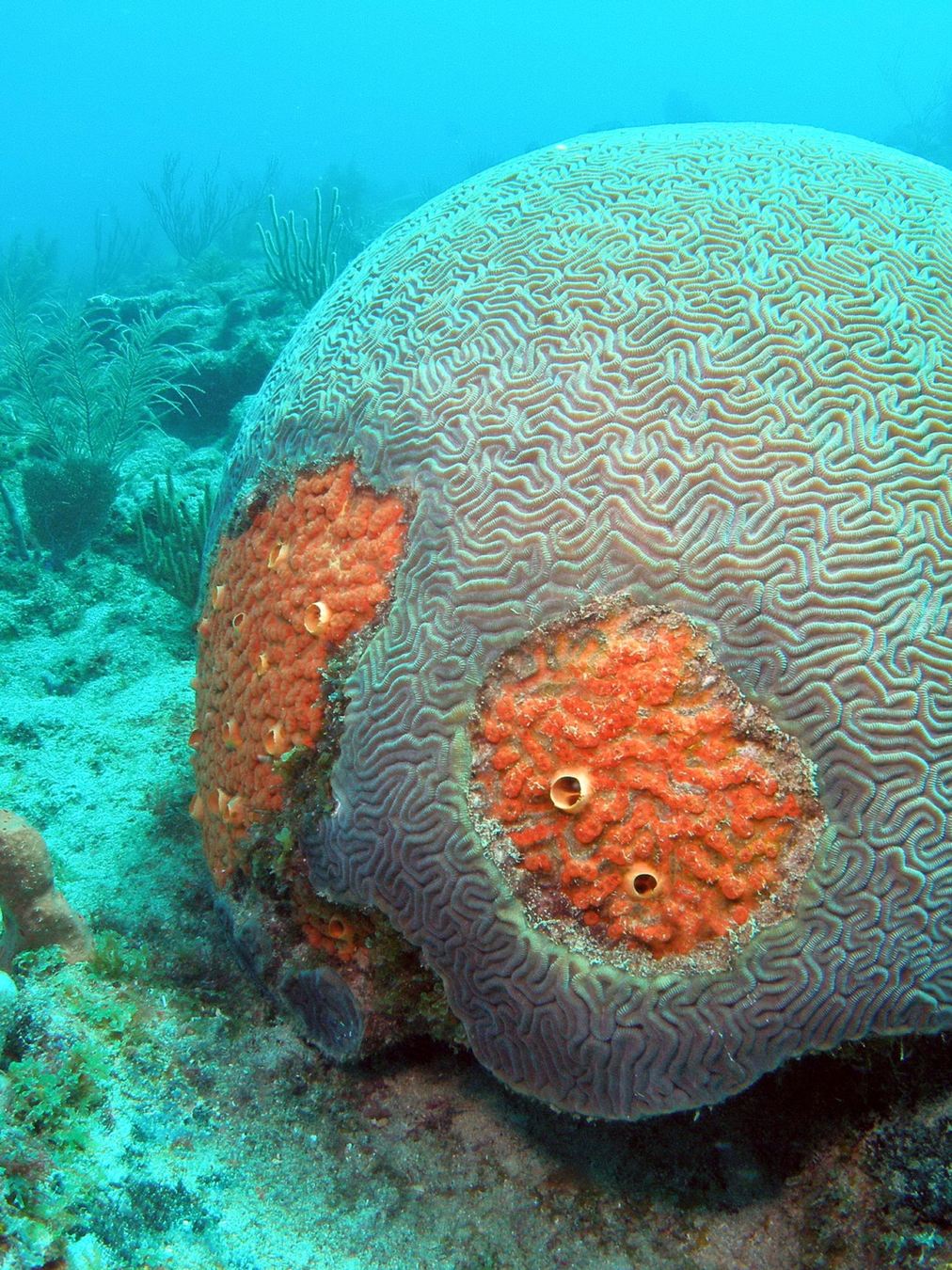Brain Coral Medallions