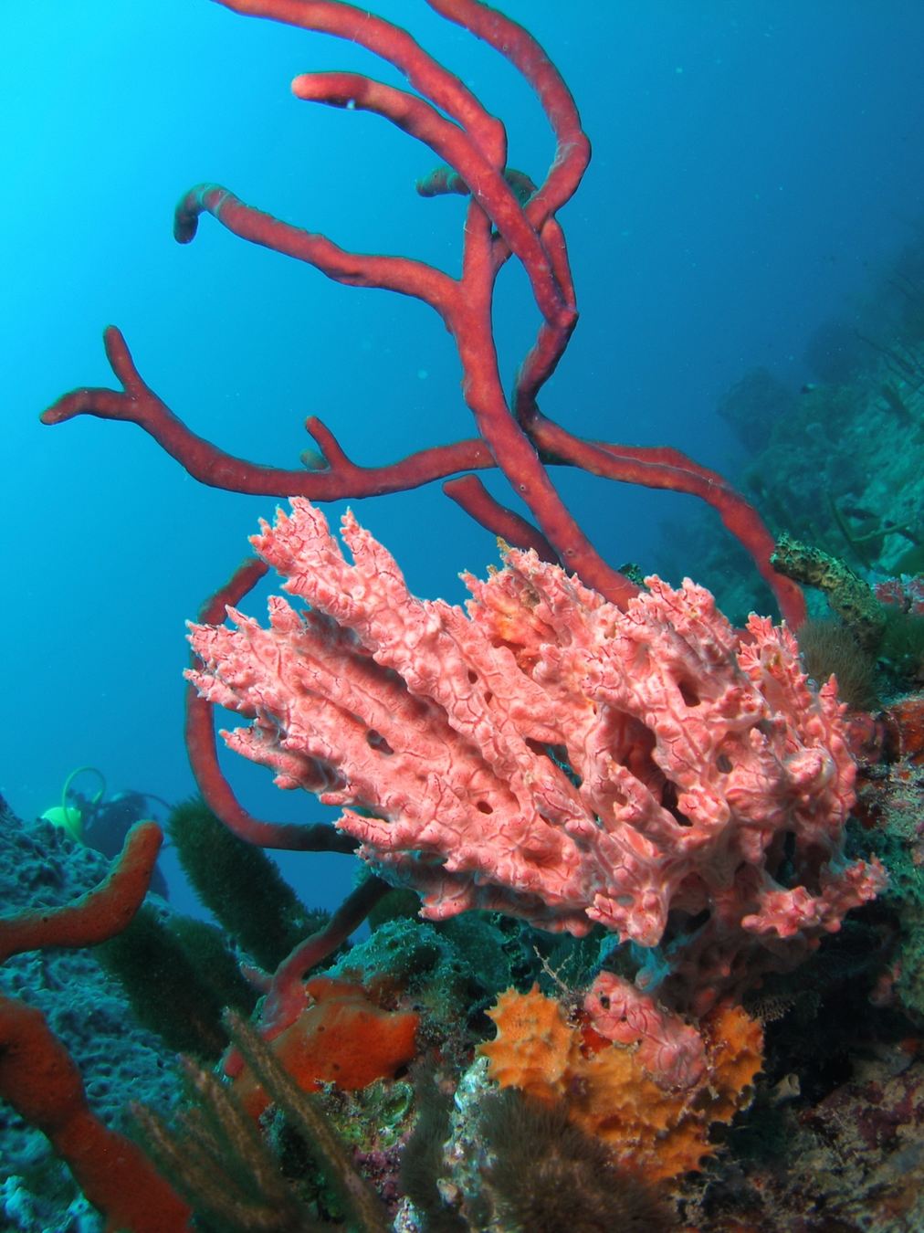 Pink and Red Coral Garden
