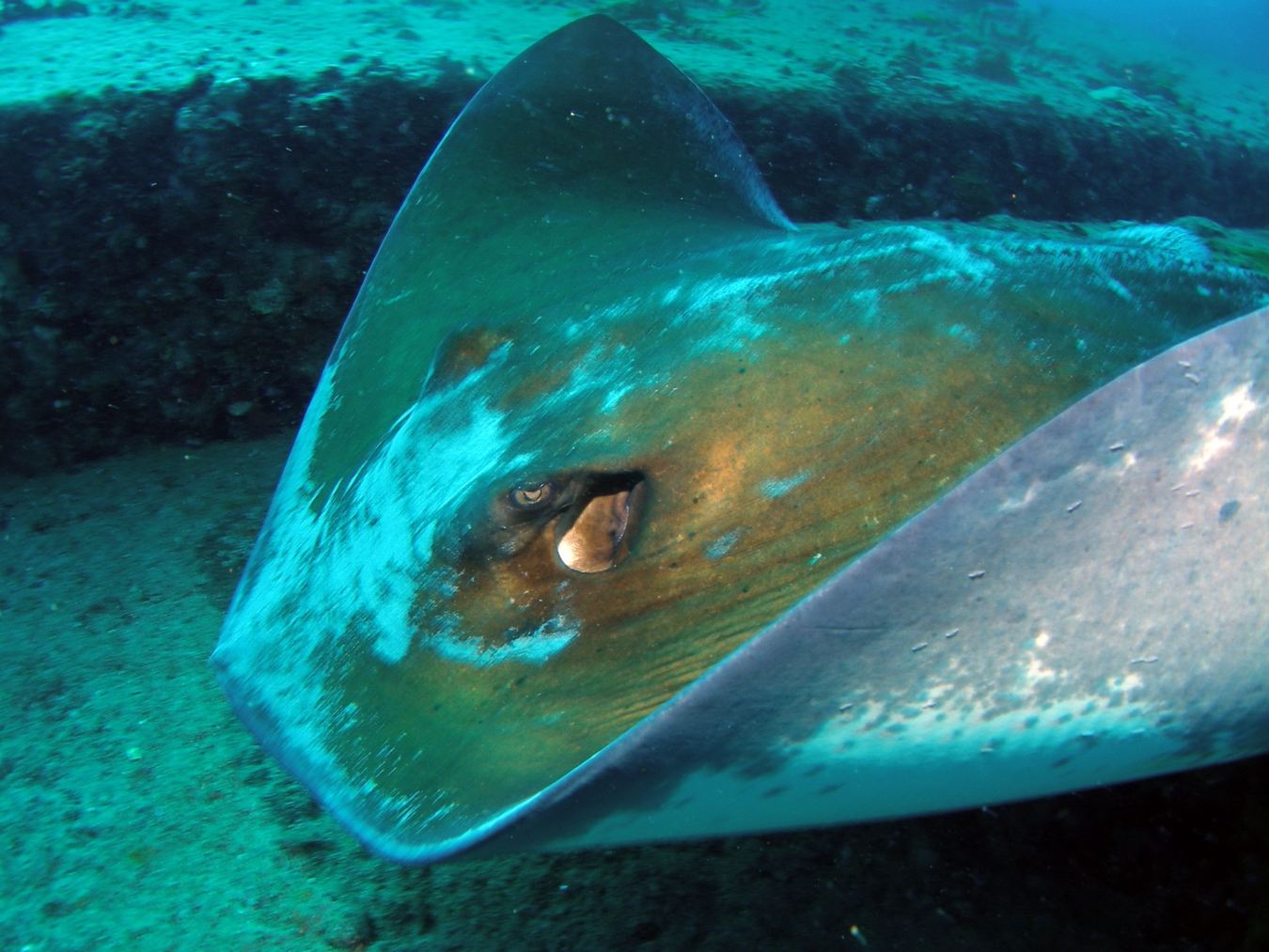 Southern Stingray — Wings Over the Reef
