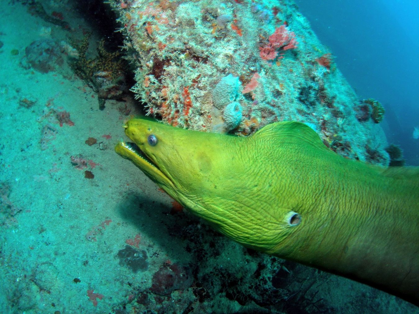 Green Moray Eel — Guardian of the Reef