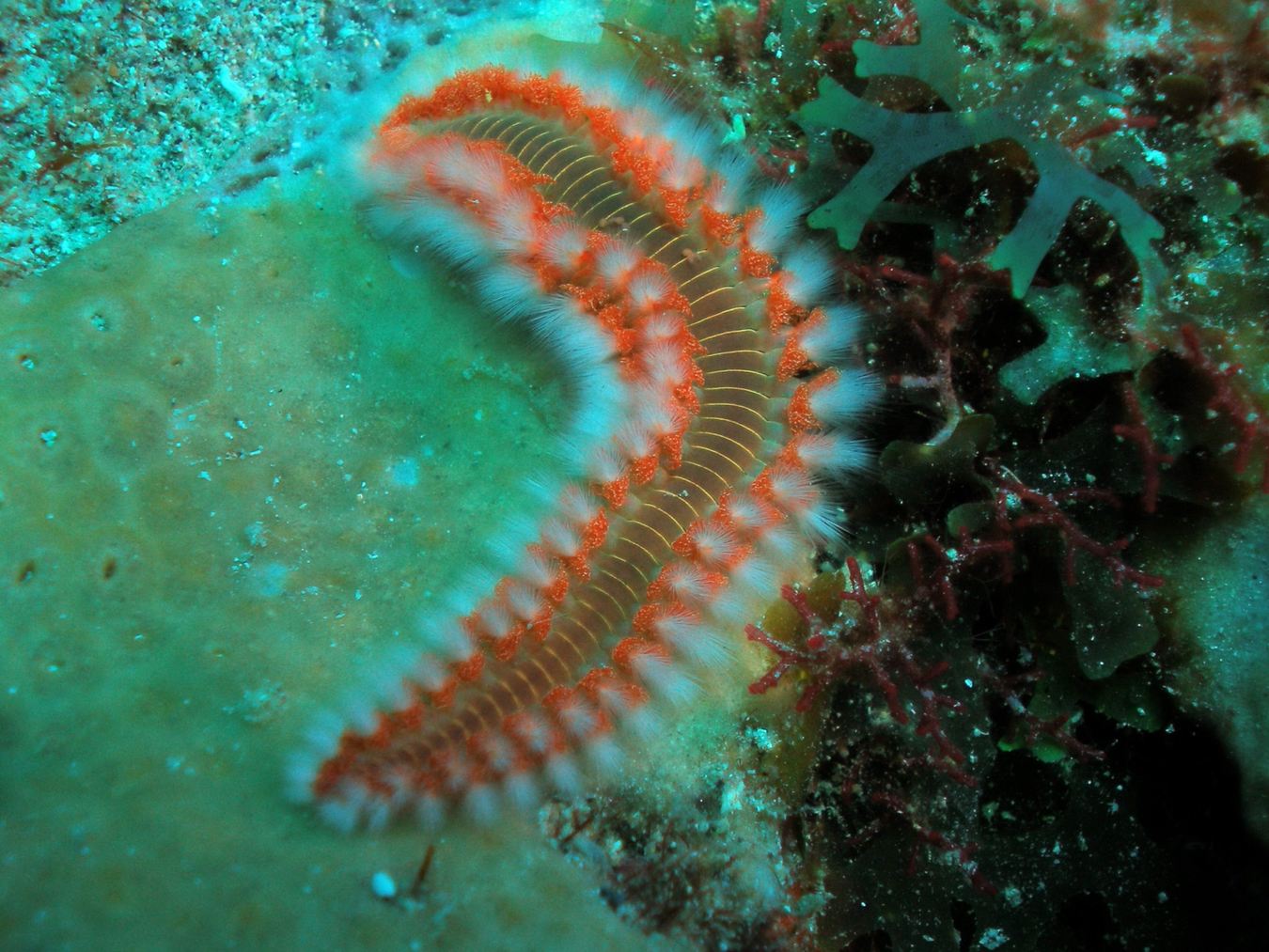 Bearded Fireworm — Fire on the Reef