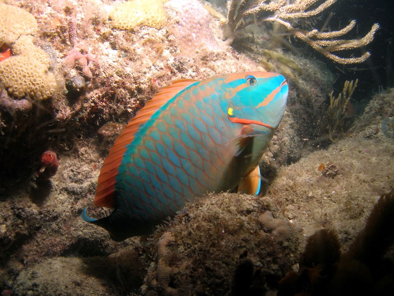 Parrotfish — Colors of the Reef
