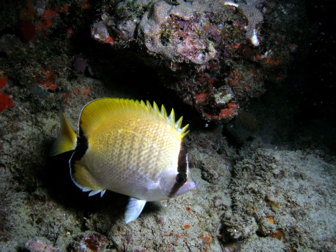 Spotfin Butterflyfish — Golden Reef Visitor