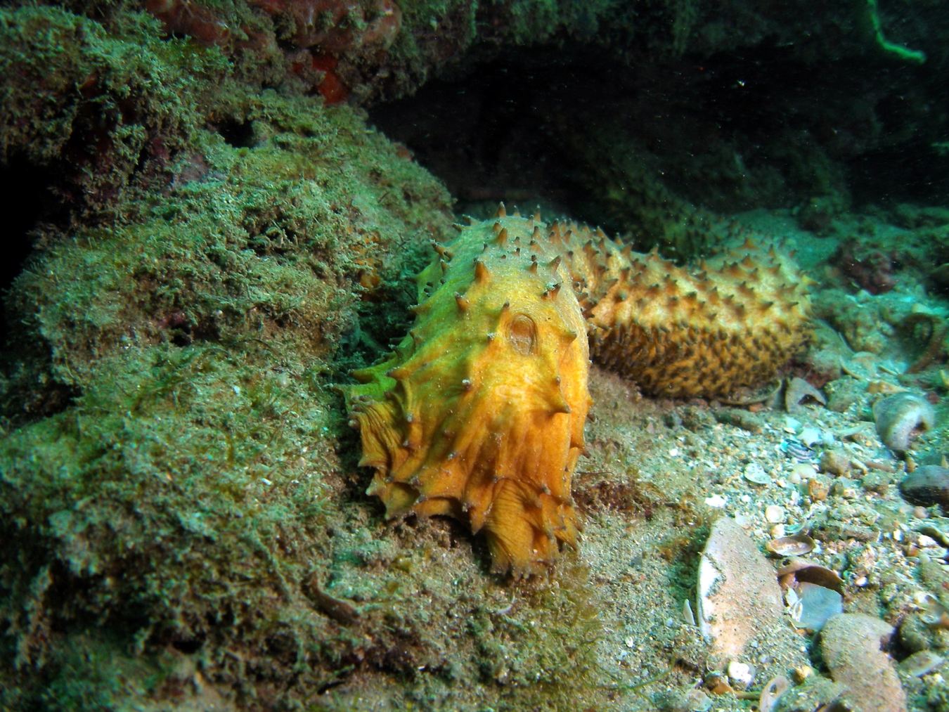 Sea Cucumber — The Reef Cleaner