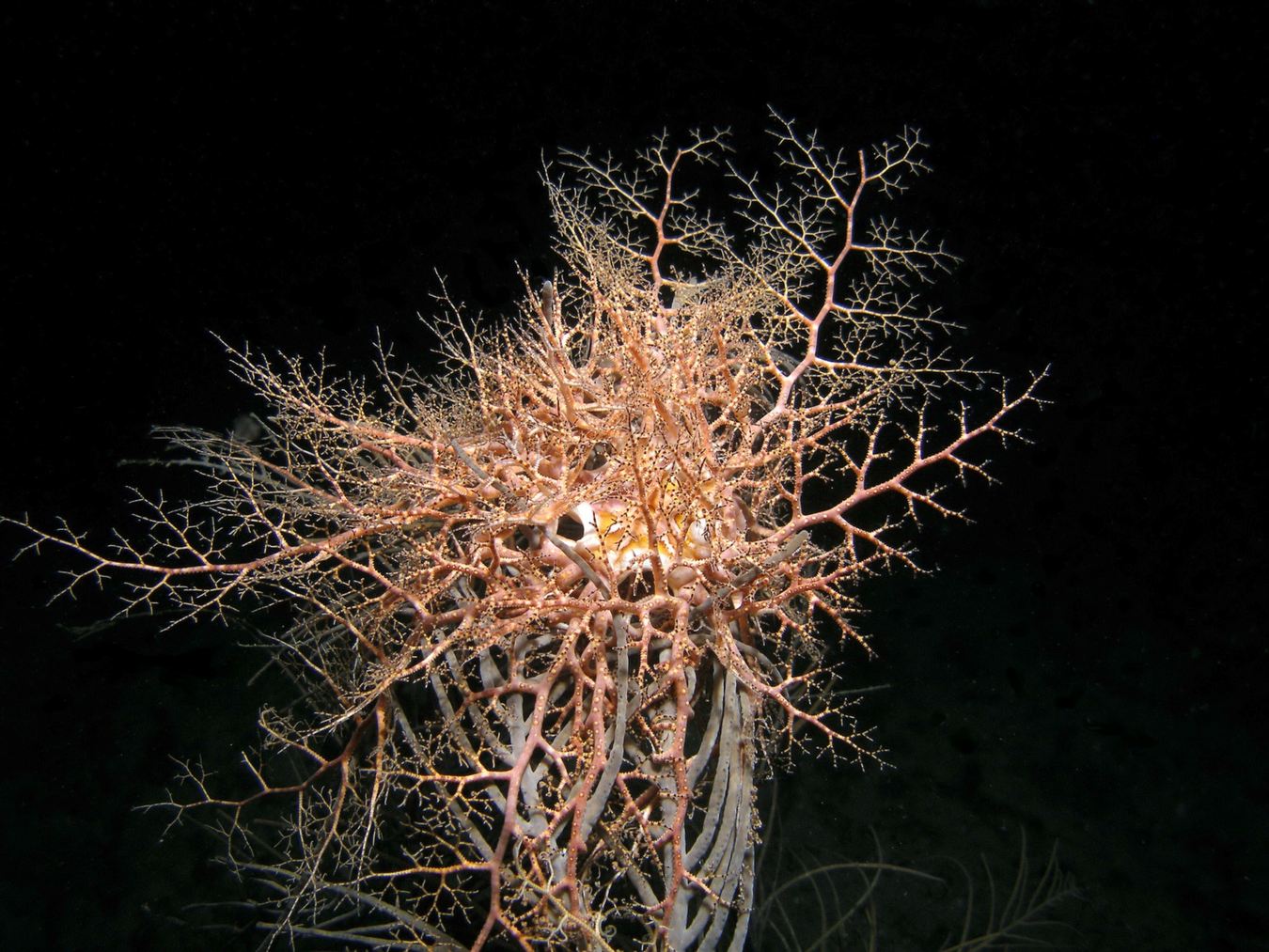 Basket Star — Arms of the Night