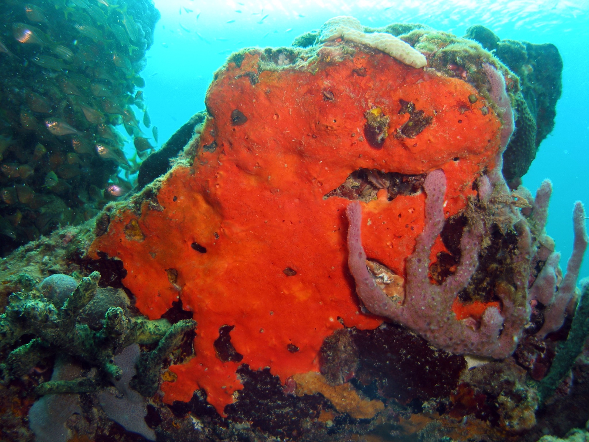 Coral Faces