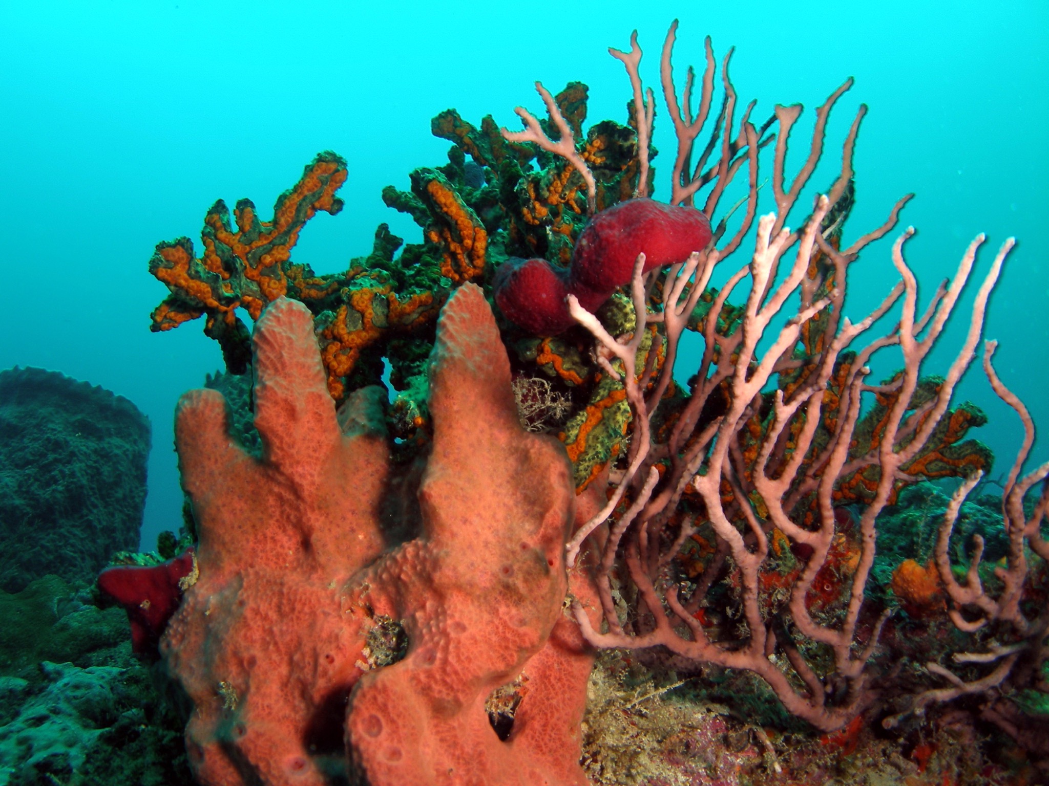 Coral Reefs