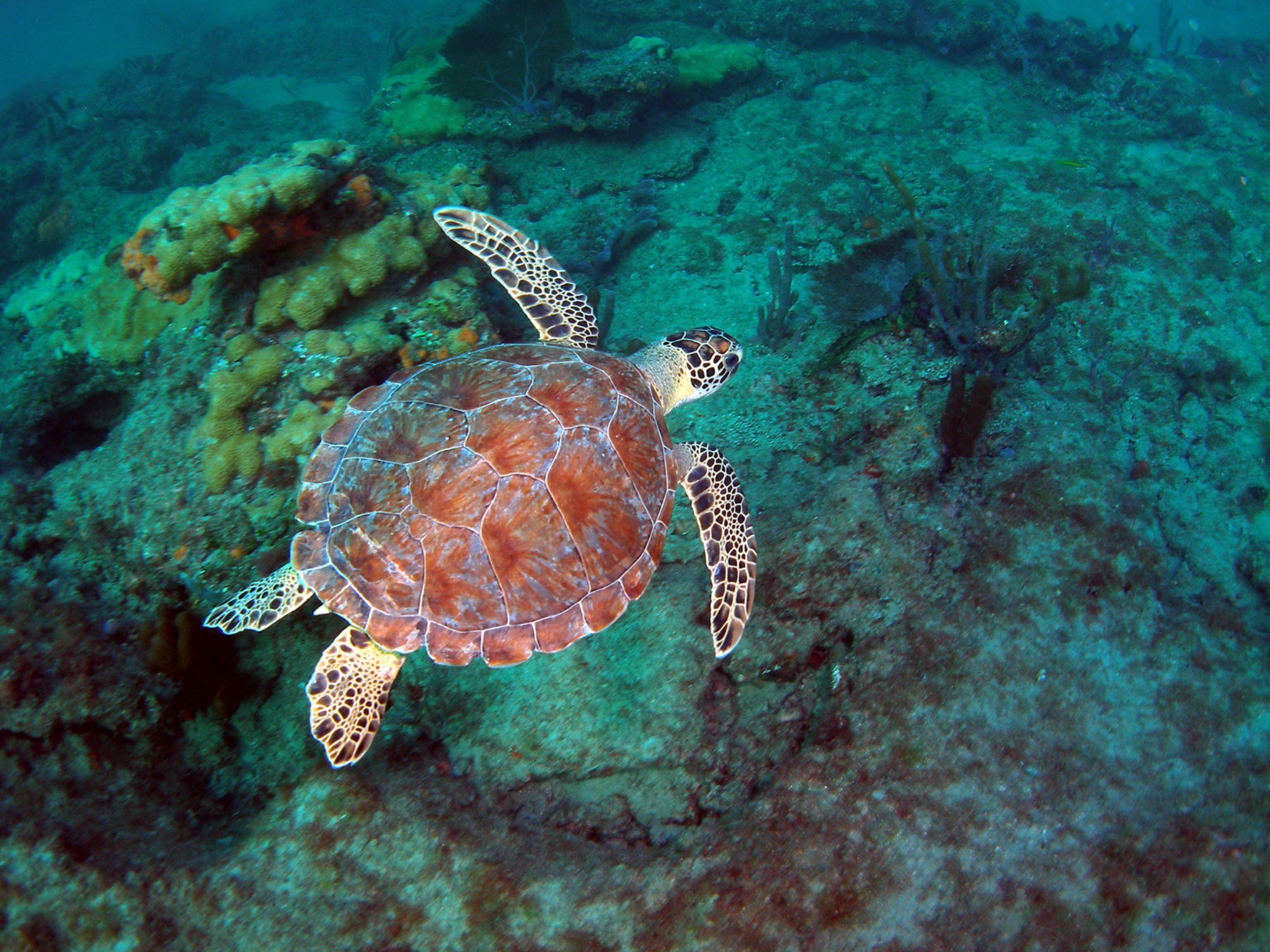 Sea Turtles